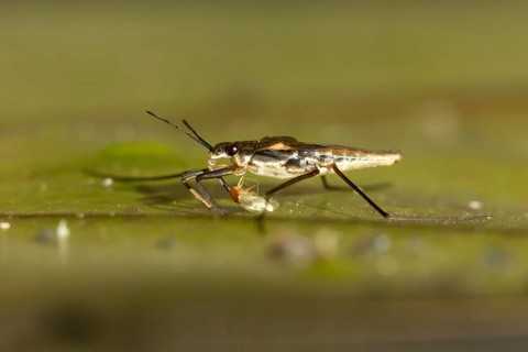 Common pond skater (Gerris lacustris) adult insect feeding on a Whitefly on a water lily pad or