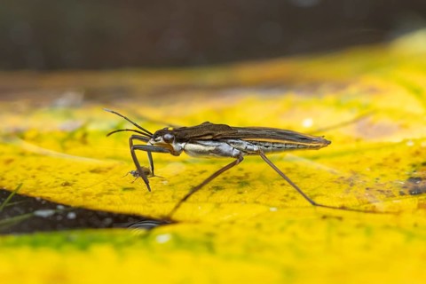 Common pond skater (Gerris lacustris) adult insect feeding on an aphid on a fallen autumn leaf on
