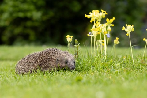 European hedgehog (Erinaceus europaeus) adult animal on a garden grass lawn with Cowslip flowers in