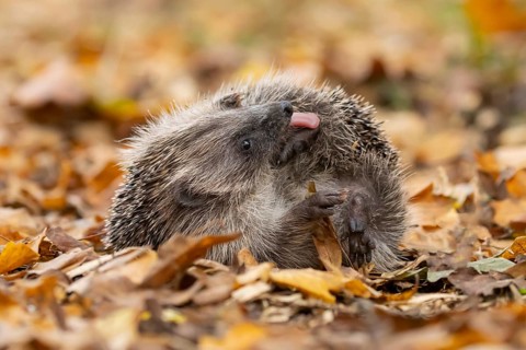 European hedgehog (Erinaceus europaeus) adult animal self anointing or salivating itself on fallen