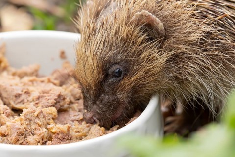 European hedgehog (Erinaceus europaeus) adult animal feeding on wet dog food in a bowl in a garden
