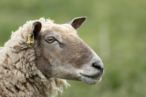 Domestic sheep (Ovis aries) adult female ewe farm animal head portrait, England, United Kingdom