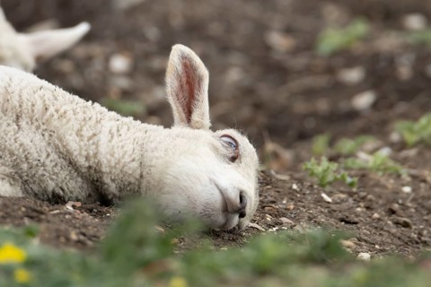 Domestic sheep (Ovis aries) juvenile baby lamb farm animal laying its head on the ground, England,