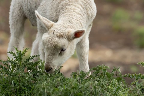 Domestic sheep (Ovis aries) juvenile baby lamb farm animal feeding on grass amongst stinging