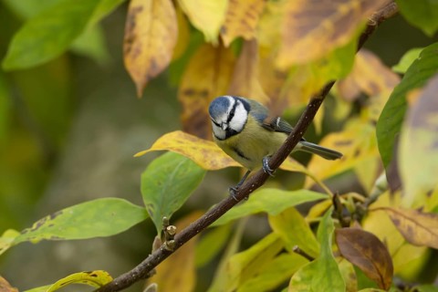European goldfinch (Carduelis carduelis) adult garden bird on a magnolia tree branch amongst autumn