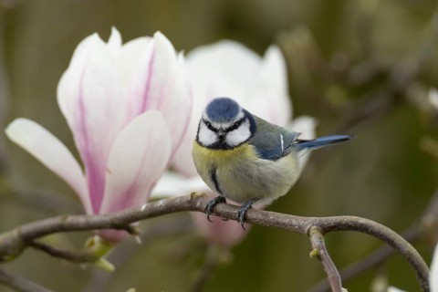 Blue tit (Cyanistes caeruleus) adult garden bird on a magnolia tree branch amongst spring blossom,
