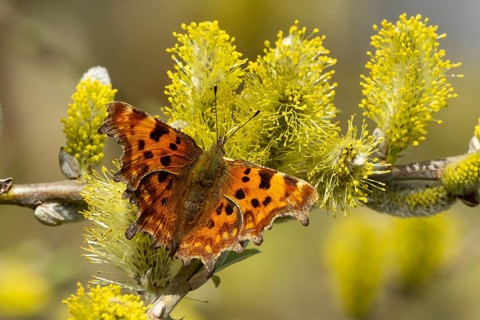 Comma butterfly (Polygonia c-album) adult insect feeding on Goat or Pussy willow (Salix caprea)