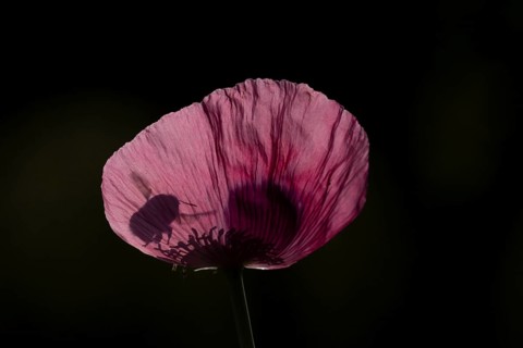 Buff tailed bumblebee (Bombus terrestris) adult bee insect flying towards a garden poppy flower in