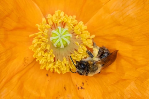 Common carder bumblebee (Bombus pascuorum) adult bee insect feeding on a garden Spanish orange