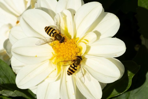 Common hoverfly (Eupeodes corollae) two adult insects feeding on a garden Dahlia flower in summer,