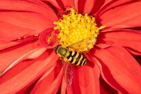 Common hoverfly (Eupeodes corollae) adult insect feeding on a garden Dahlia flower in summer,