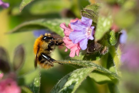 Common carder bumblebee (Bombus pascuorum) adult bee insect feeding on a garden Pulmonaria or