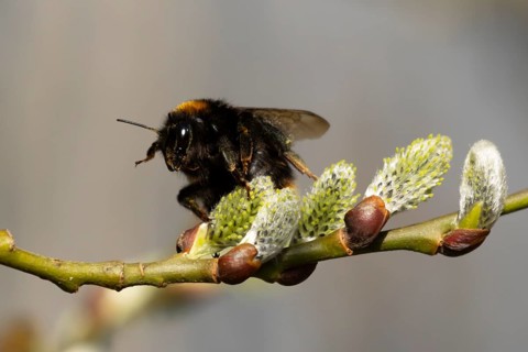 Buff tailed bumblebee (Bombus terrestris) adult bee insect feeding on Goat or Pussy willow (Salix