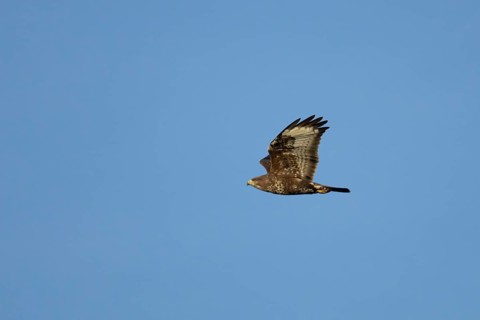 Common buzzard (Buteo buteo) adult bird of prey in flight, England, United Kingdom