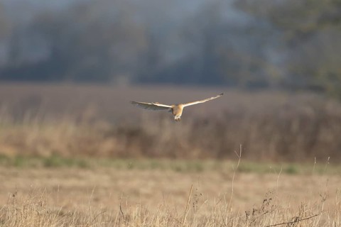 Barn owl (Tyto alba) adult bird of prey hunting in flight over grassland, England, United Kingdom