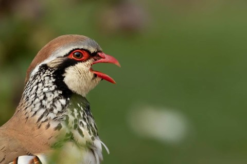 Red legged or French partridge (Alectoris rufa) adult bird calling, England, United Kingdom