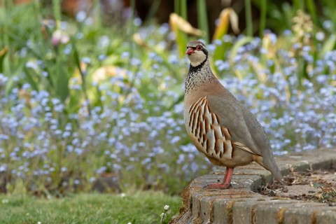 Red legged or French partridge (Alectoris rufa) adult bird in a garden in spring, England, United