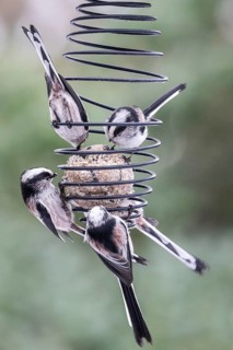 Long-tailed tits (Aegithalos caudatus) at the tit dumpling, Emsland, Lower Saxony, Germany