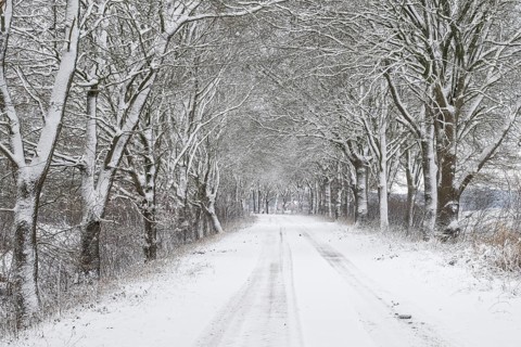 English oak avenue (Quercus robur) in the snow, Emsland, Lower Saxony, Germany