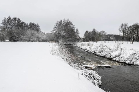 Winter landscape with black alder (Alnus glutinosa) along a ditch, Emsland, Lower Saxony, Germany