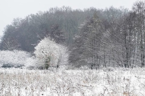 Winter landscape with black alders (Alnus glutinosa) and willows (Salix), Emsland, Lower Saxony,