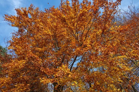 Beech (Fagus) in autumn leaves, Franconia, Bavaria, Germany