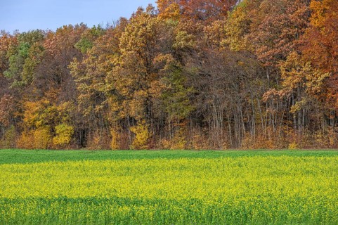Autumn forest in front of cultivation of field mustard (Sinapis arvensis), used as green manure in