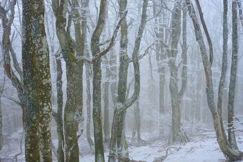 Snowy trees in fog create a calm and frosty atmosphere, European beech, winter, Hohneck, La Bresse,