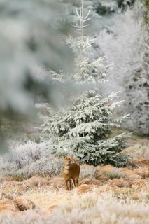 A roe deer stands in frosty nature surrounded by conifers and dull light, Roe deer (Capreolus