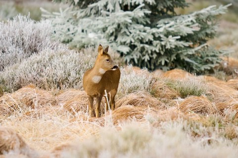 A roe deer stands in a winter landscape with frosty grass and a coniferous tree in the background,