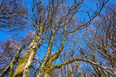 View of bare treetops against a clear blue sky, European beech, winter, Hohneck, La Bresse, Vosges,