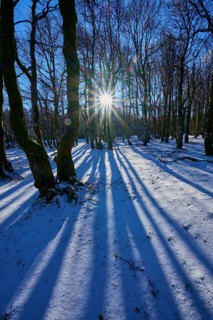 Sunlight shines between trees and creates long shadows in snow, European beech, winter, Hohneck, La