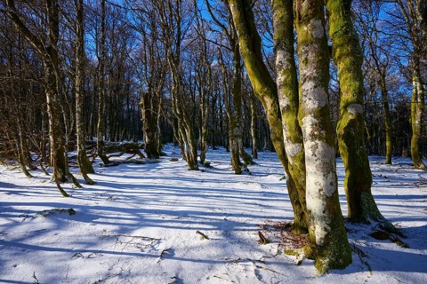 Snowy forest floor with long shades of gnarled trees, European beech, winter, Hohneck, La Bresse,