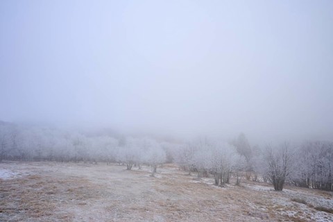 Snowy trees and meadows covered in thick fog, winter, Route de Cretes, Hohneck, La Bresse, Vosges,