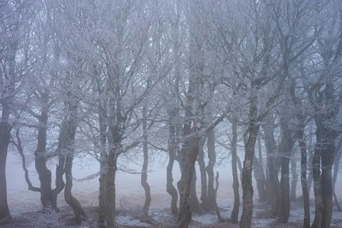 Frosty trees in fog in a cold-mystical winter forest, European beech, winter, Hohneck, La Bresse,