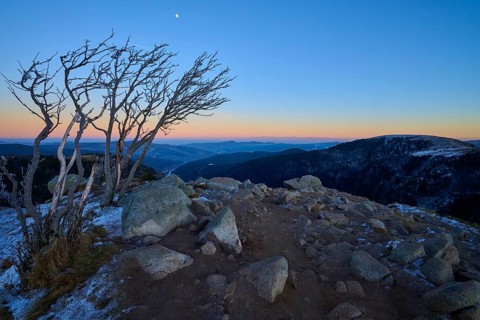 A bare group of trees on a rocky mountain peak at sunset, surrounded by snow-capped mountains and