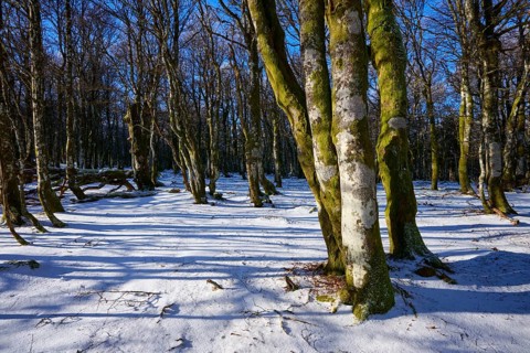 Gnarled tree trunks cast long shadows on the snow in a forest, European beech, winter, Hohneck, La