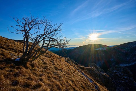 A bare tree on a mountainside at sunrise, with bright sun in a clear sky over the mountain