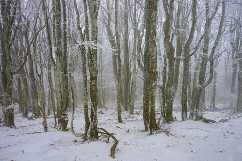 Dense forest in winter with snow-covered trees and quiet atmosphere, European beech, winter,