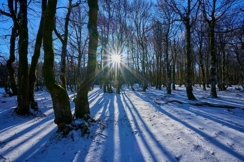 Trees cast long shadows in snow-covered forest in sun, European beech, winter, Hohneck, La Bresse,