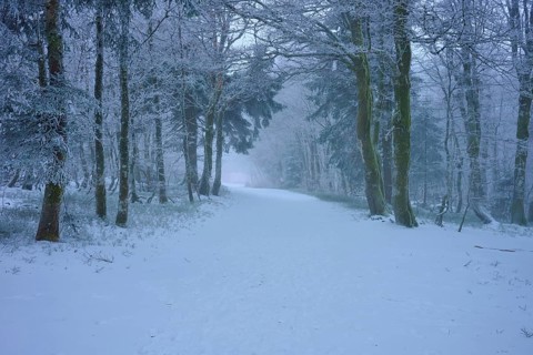 A snowy trail through a quiet winter forest with snow-covered trees, European beech, winter,