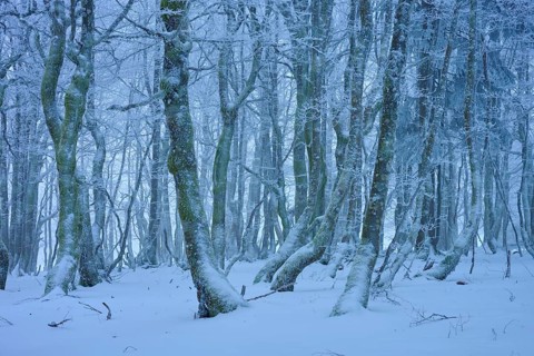 A frosty forest with snow-covered trees in a wintery and quiet landscape, European beech, winter,