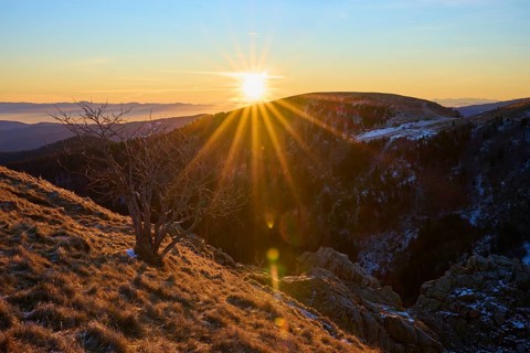 A lonely tree on a rock, in the background the rising sun and mountains, looking towards the Rhine