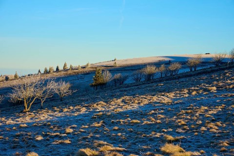 Snowy hilly landscape with trees under clear blue sky, morning, winter, Hohneck, La Bresse, Vosges,