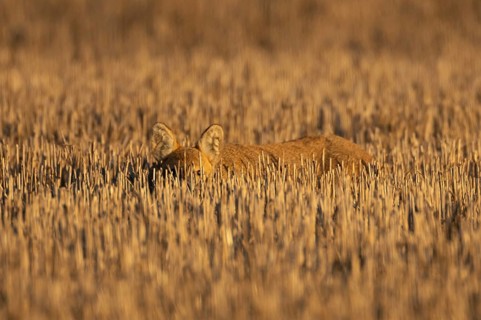 Chinese water deer (Hydropotes inermis) adult animal resting in a farm stubble field, England,