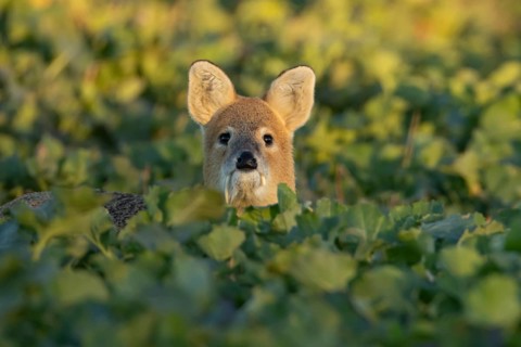 Chinese water deer (Hydropotes inermis) adult animal in an arable farm oilseed rape crop field,