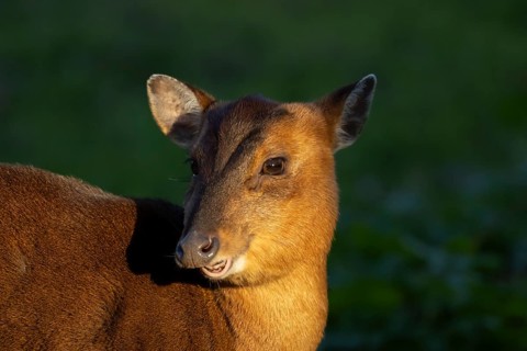 Muntjac deer (Muntiacus reevesi) adult animal head portrait, England, United Kingdom