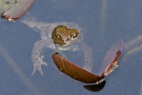 Common toad (Bufo bufo) adult amphibian on the water surface of a pond in spring, England, United