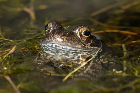 Common frog (Rana temporaria) adult amphibian on the water surface of a garden pond amongst pond