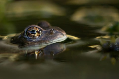 Common frog (Rana temporaria) adult amphibian on the water surface of a garden pond, England,